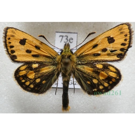 Carterocephalus silvicola (Meigen, 1829) male Kosternik leśniak Poland73e